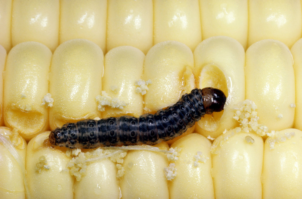 Un gusano elotero. Muchos insectos tienen más hambre y se reproducen con mayor rapidez en temperaturas más cálidas. Credit Scott Camazine/Science Source